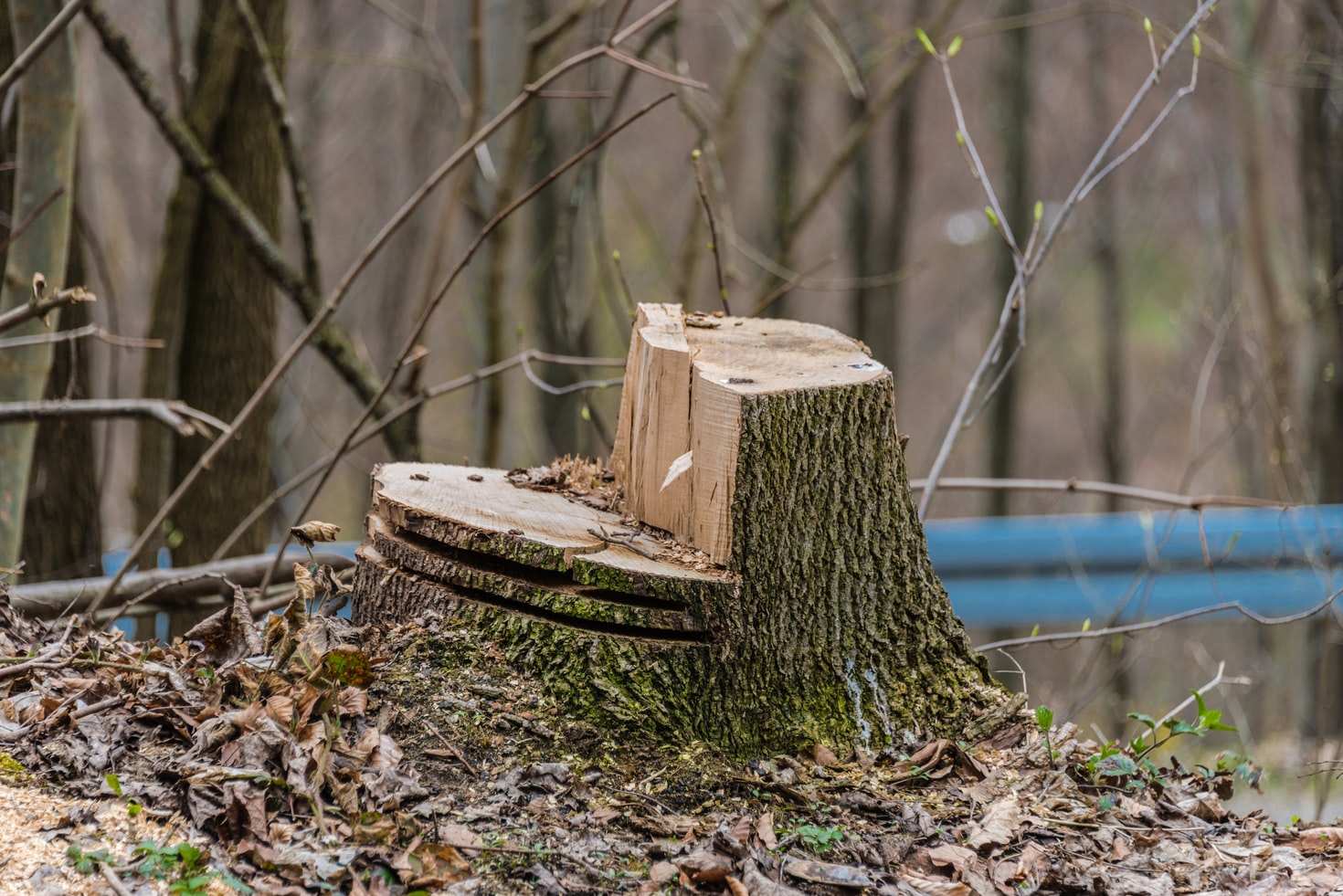 Baumfällungen in Altrip: transparenter informieren und den Artenschutz stärker berücksichtigen